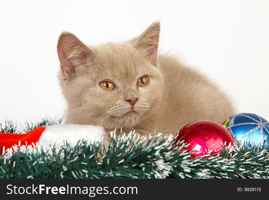 Kitten playing with Christmas Decorations