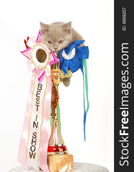 British blue kitten in a large golden trophy with award ribbon isolated on white