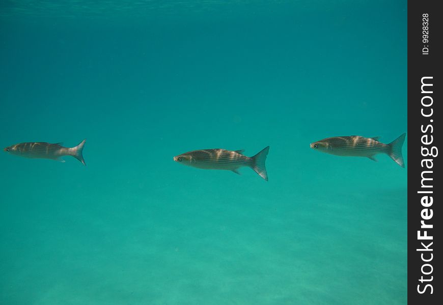 Fish in the bodies of sea, sand bottom. Fish in the bodies of sea, sand bottom