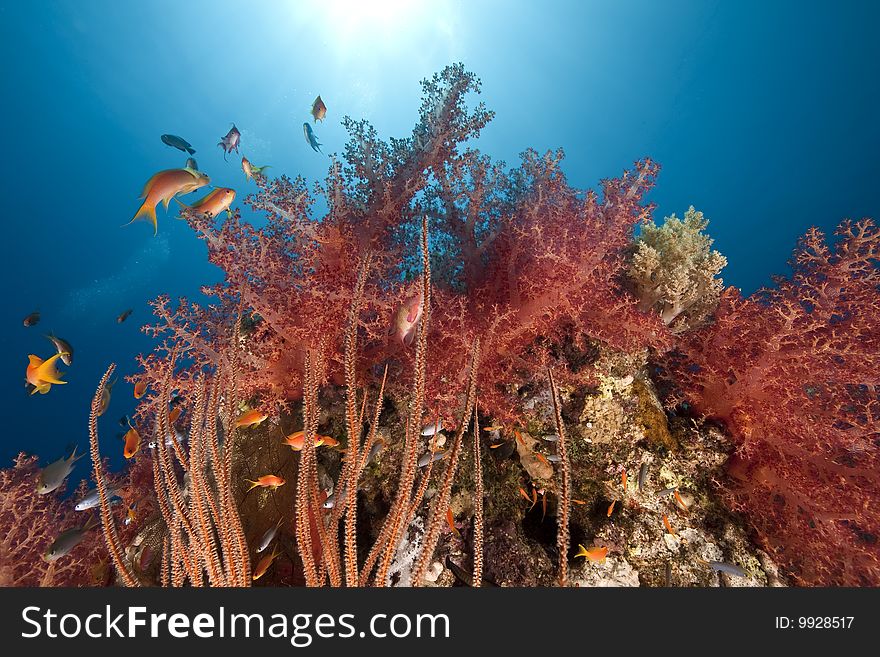 Ocean, coral and sun taken in the red sea.