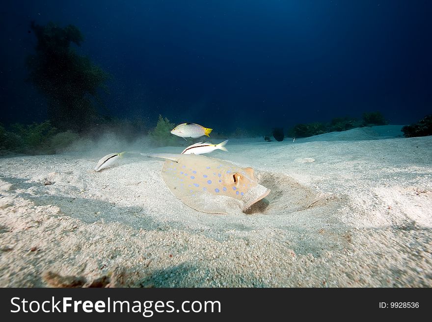 Ocean, coral and stingray