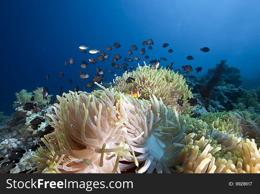 Ocean, coral and anemone taken in the red sea.