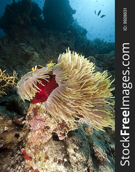 Ocean, coral and anemone taken in the red sea.