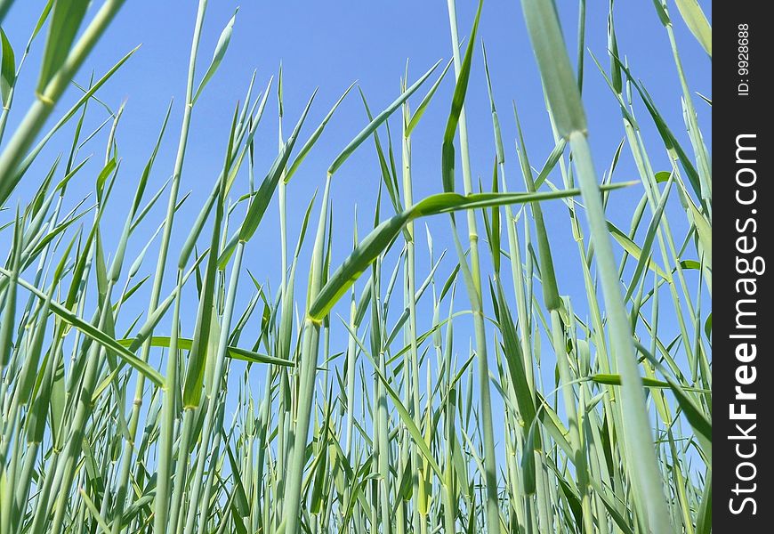 Rye stalks on clear blue sky