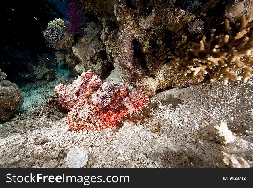 Ocean, coral and scorpionfish taken in the red sea.