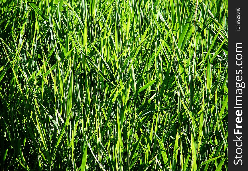High grass on the bank of the river. High grass on the bank of the river
