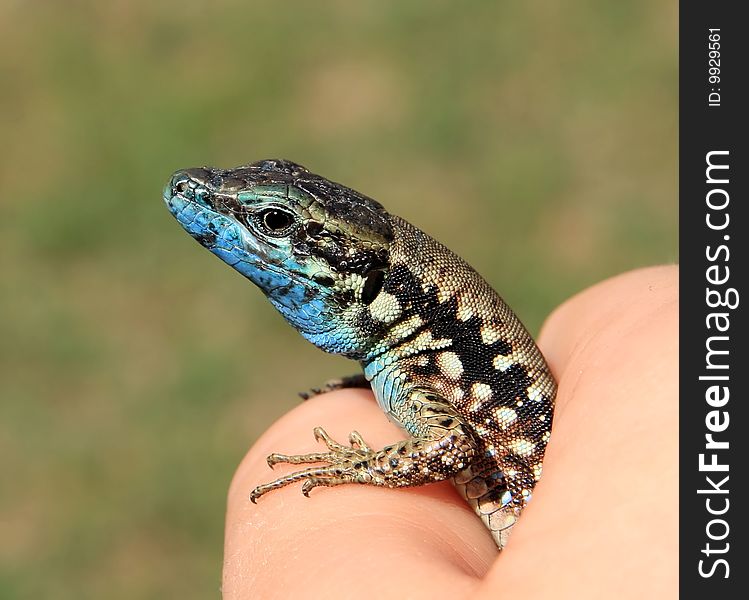 Beautiful lizard is in the hand