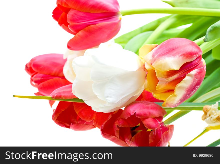 Colored tulips isolated over white