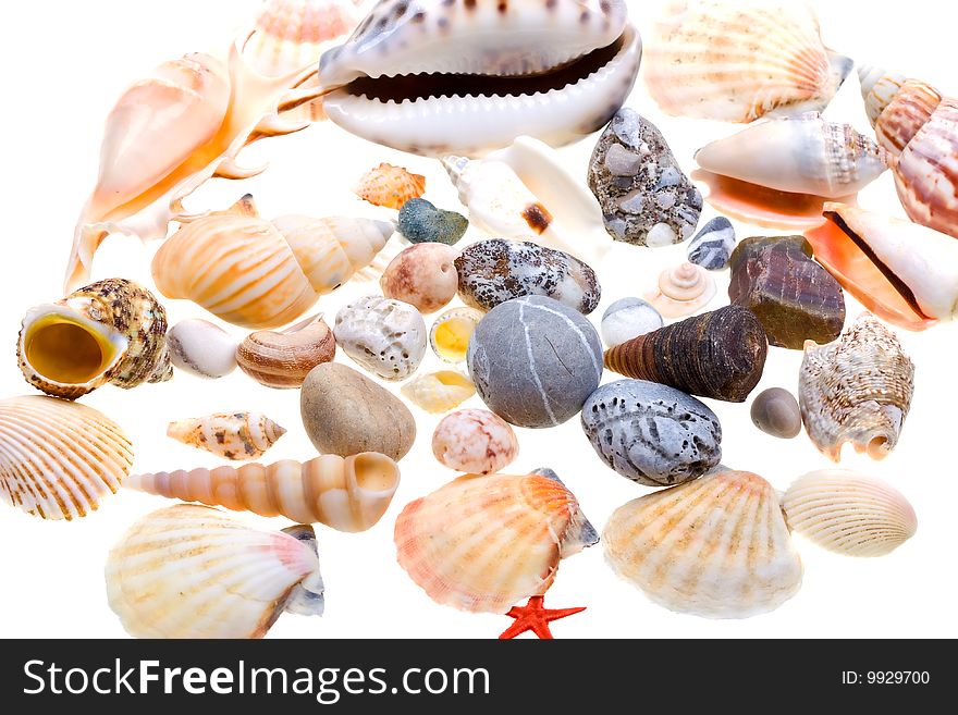 Beautiful seashells isolated on white background
