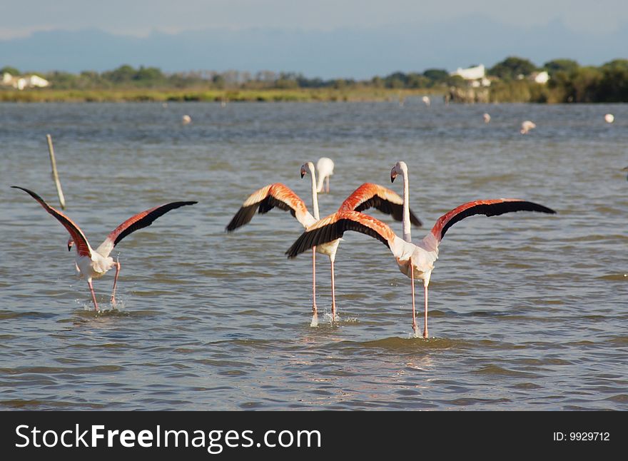 Few pink flamingos taking off a pond, horizontal.