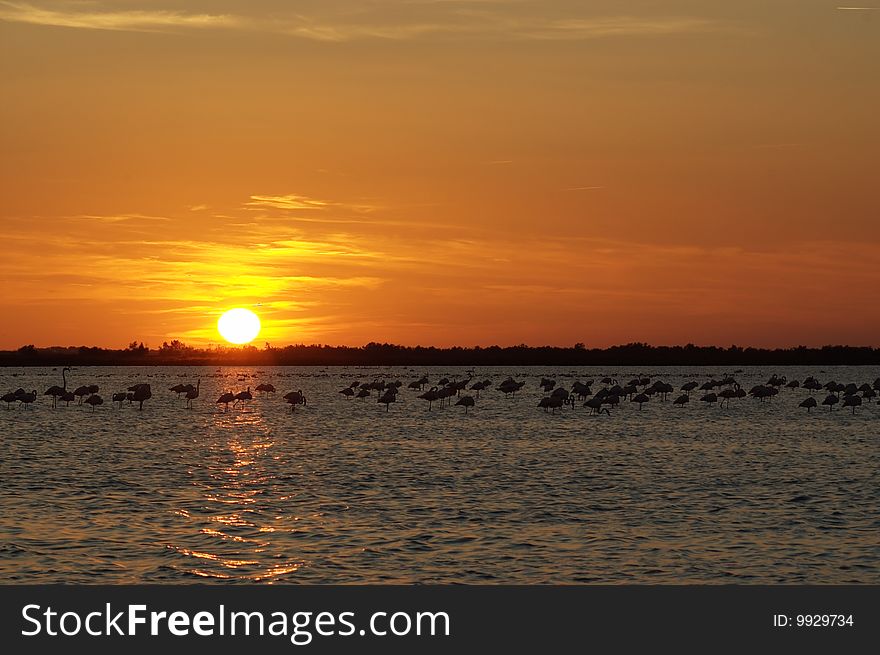 Dramatic orange sunset over lake with grazing flamingos, horizontal.