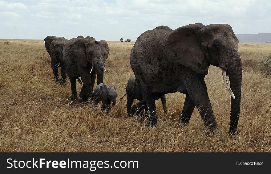 Elephant, Elephants And Mammoths, Terrestrial Animal, Wildlife