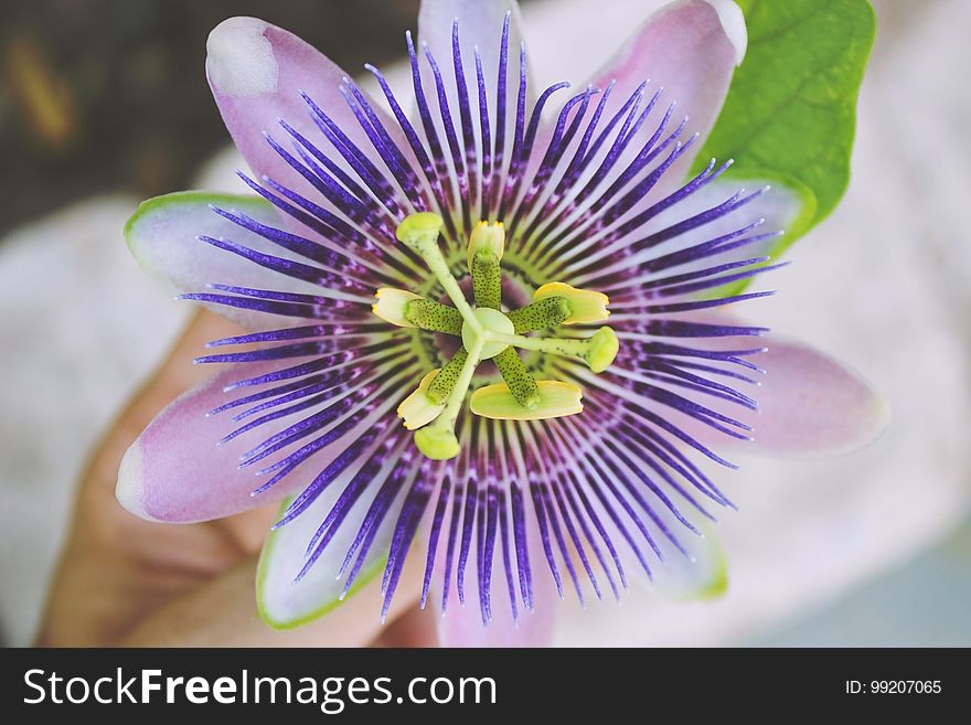 Flower, Passion Flower, Passion Flower Family, Purple Passionflower