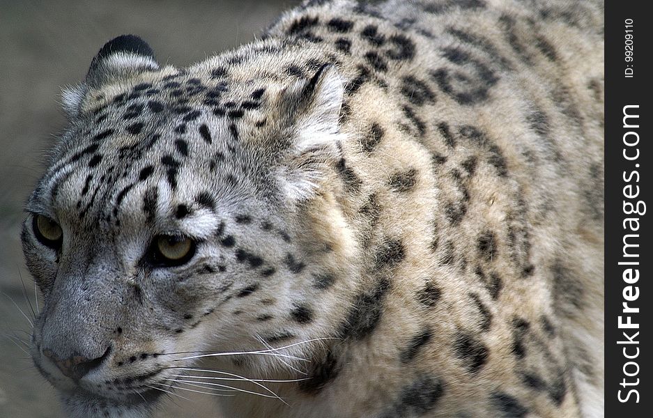 Leopard, Terrestrial Animal, Wildlife, Snow Leopard