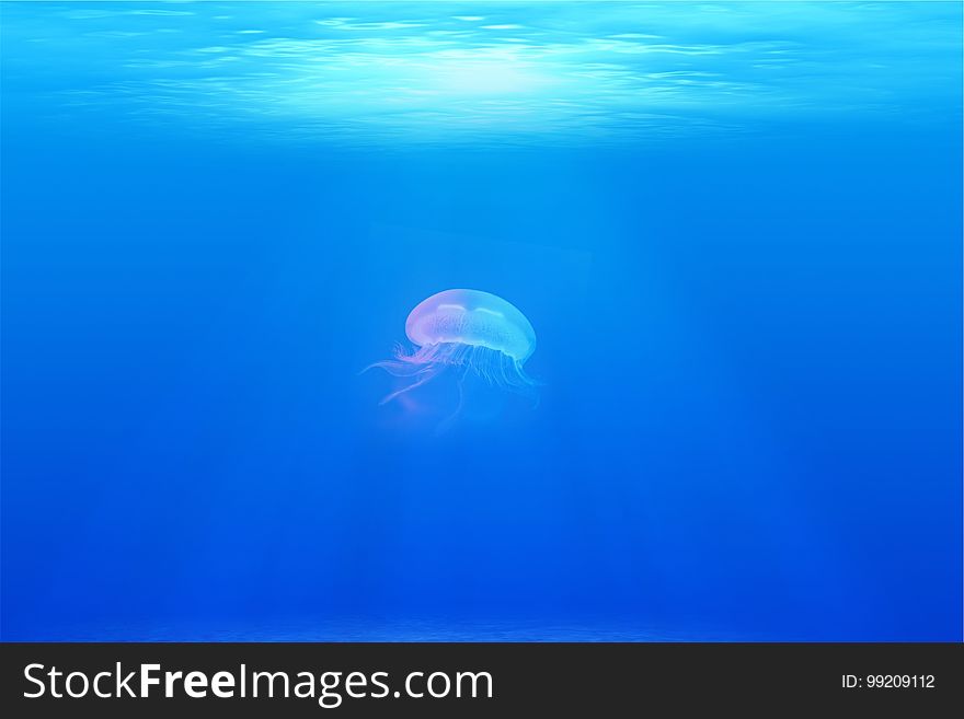 Jellyfish, Cnidaria, Marine Invertebrates, Sea