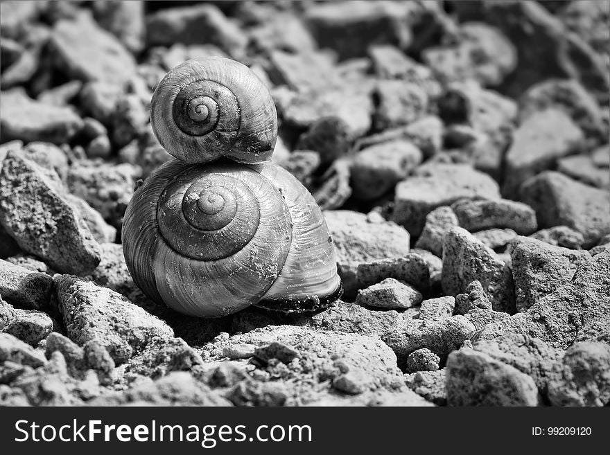 Black And White, Snail, Monochrome Photography, Snails And Slugs