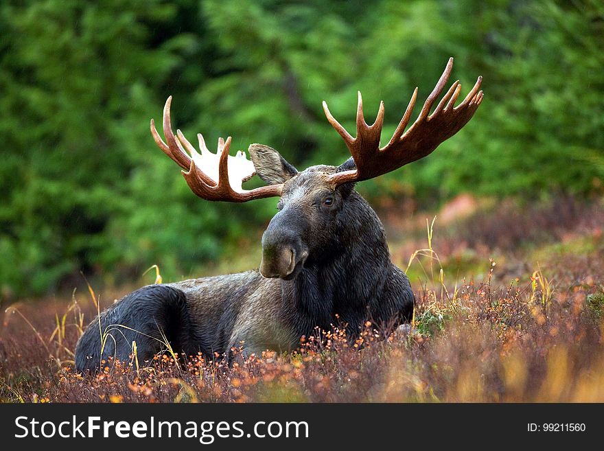 Wildlife, Wilderness, Fauna, Moose