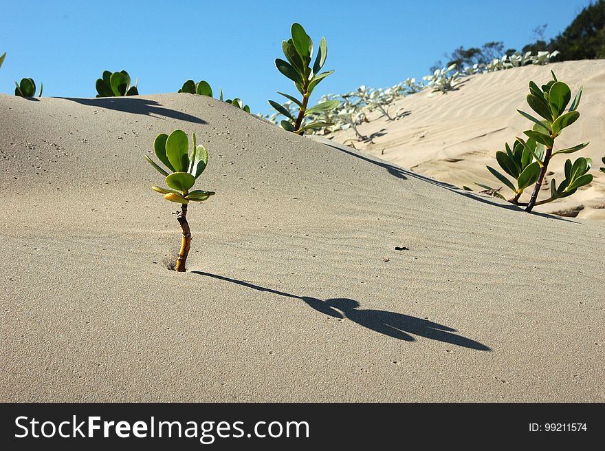 Sand, Aeolian Landform, Singing Sand, Dune