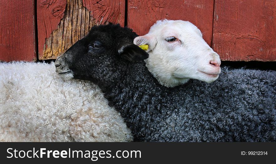 Sheep, Cow Goat Family, Livestock, Snout