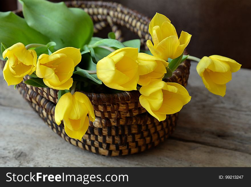 Yellow, Flower, Flowerpot, Floristry