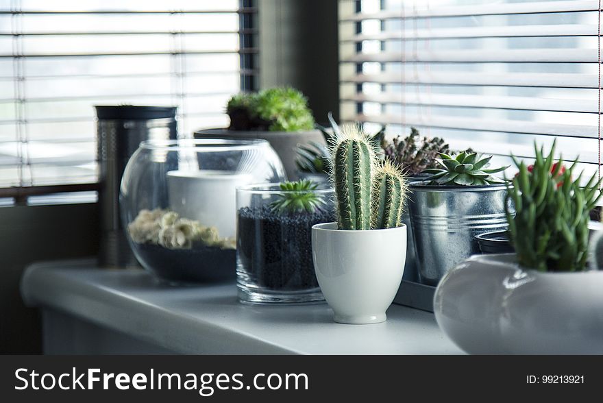 Plant, Flowerpot, Cactus, Houseplant