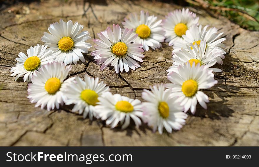 Flower, Flora, Wildflower, Daisy