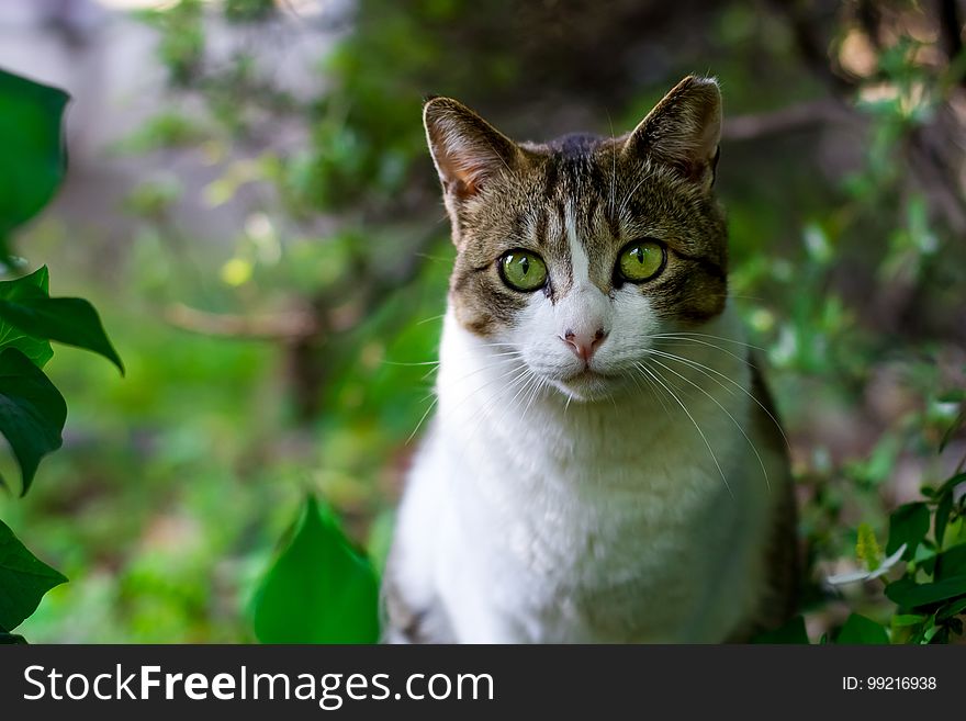 Cat, Green, Fauna, Whiskers