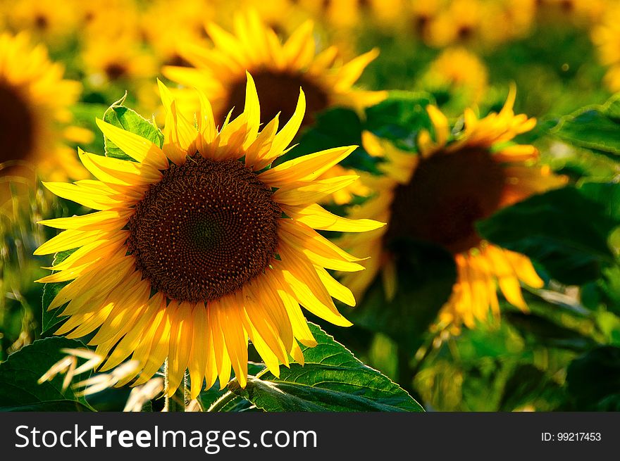 Sunflower, Flower, Yellow, Sunflower Seed