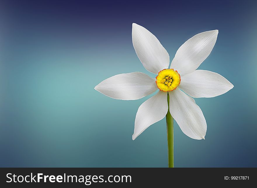 Flower, Yellow, Flora, Plant