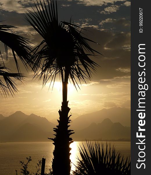 Sky, Palm Tree, Arecales, Borassus Flabellifer