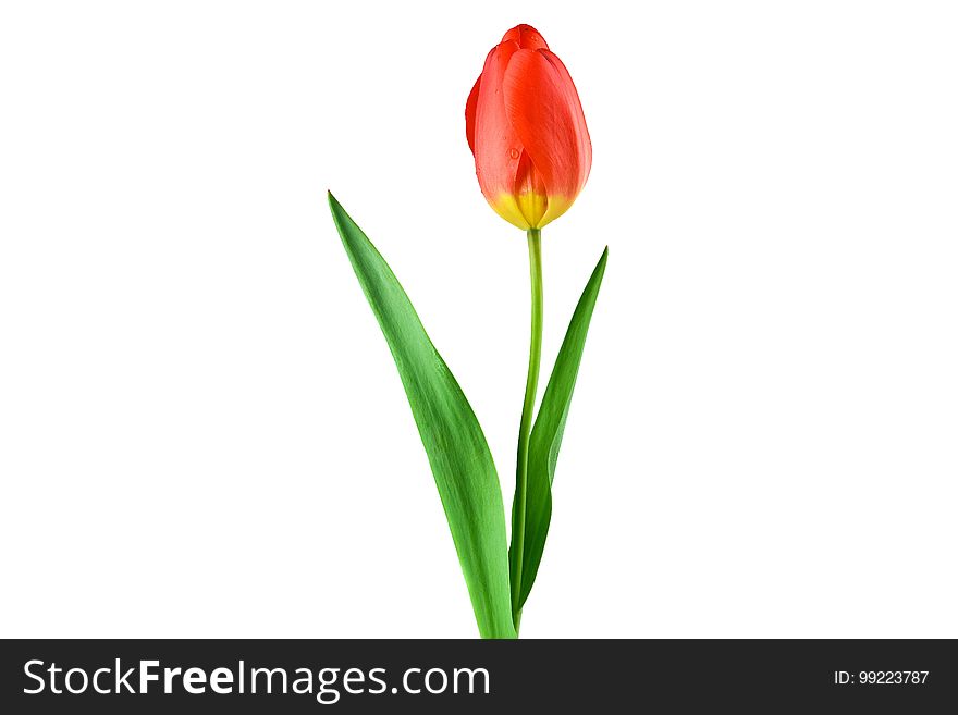 Flower, Plant, Flowering Plant, Tulip