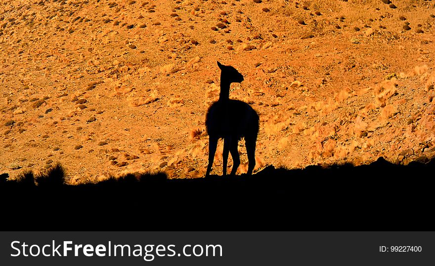 Giraffe, Rock, Giraffidae, Sky