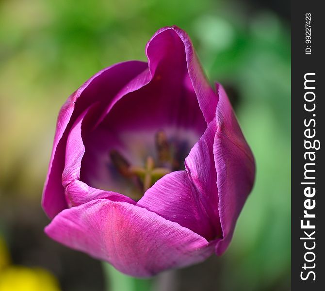 Flower, Purple, Petal, Close Up