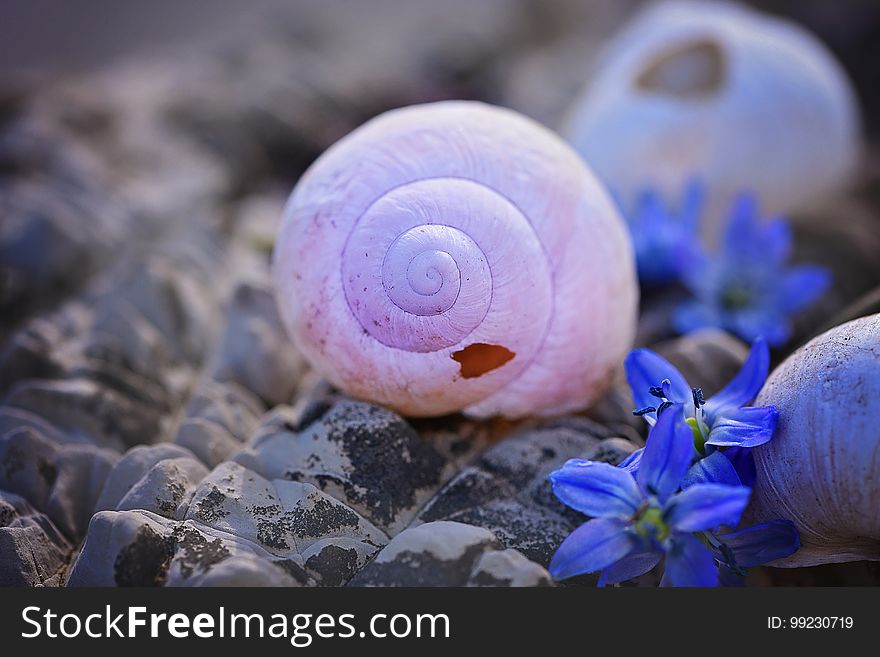 Purple, Close Up, Seashell, Organism