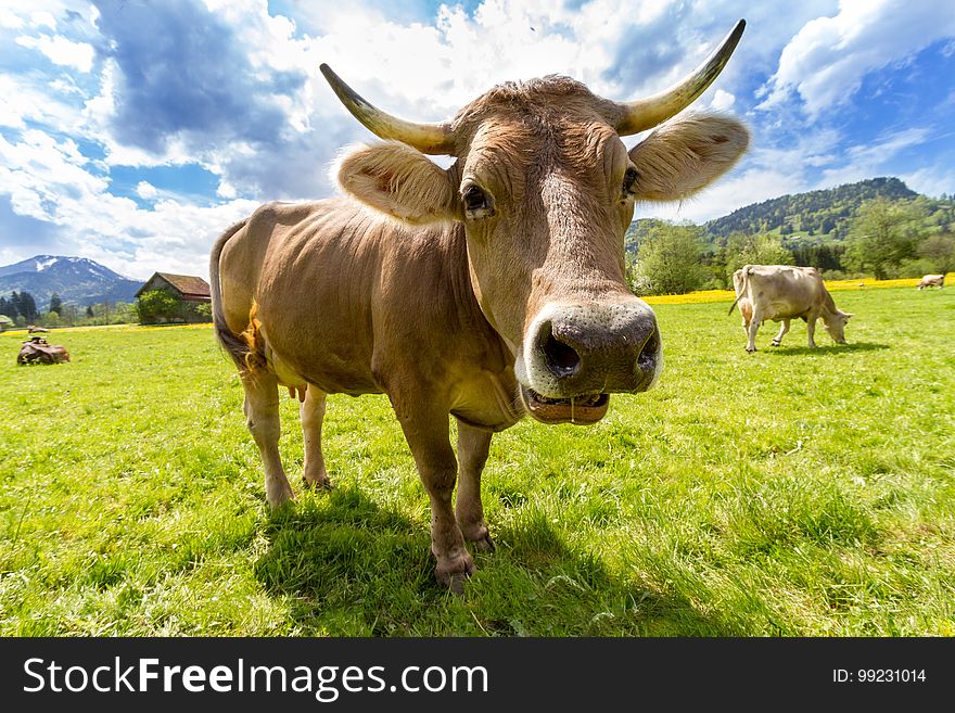 Cattle Like Mammal, Grassland, Horn, Pasture