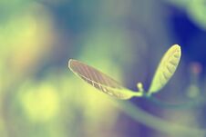 Green Leaves With Green Bokeh Spring Background Stock Images Green Leaves With Green Bokeh Spring Background Stock Images