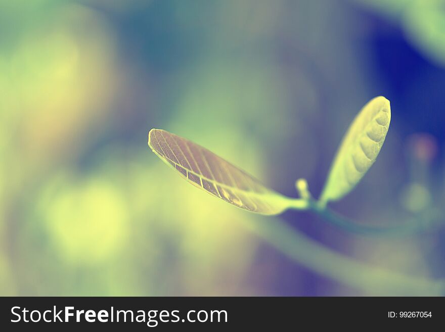 Green Leaves With Green Bokeh Spring Background