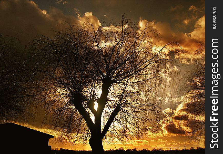 Sky, Nature, Tree, Woody Plant