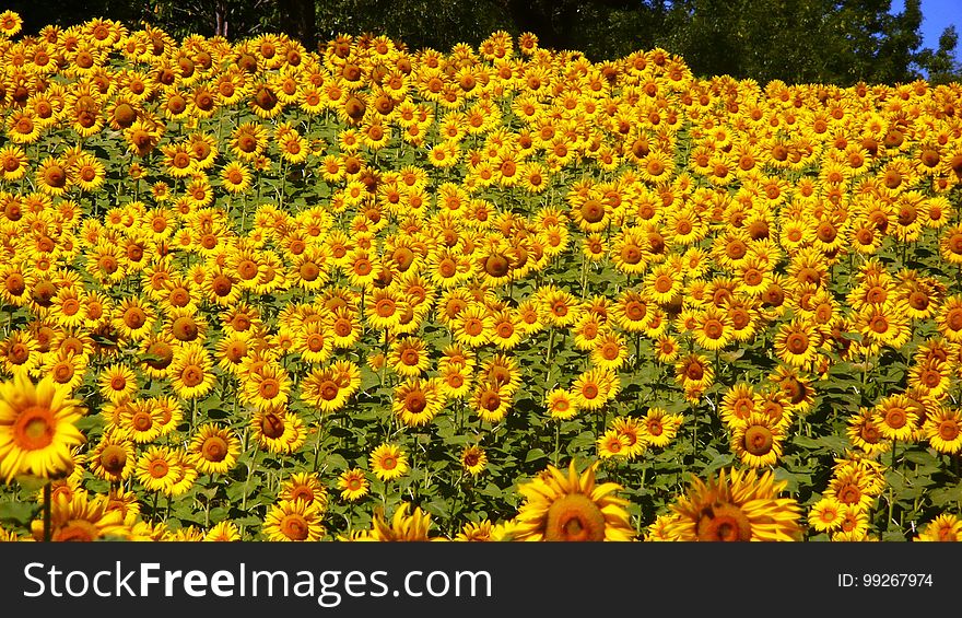 Sunflower, Flower, Field, Plant