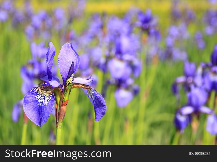 Flower, Flowering Plant, Plant, Iris Versicolor