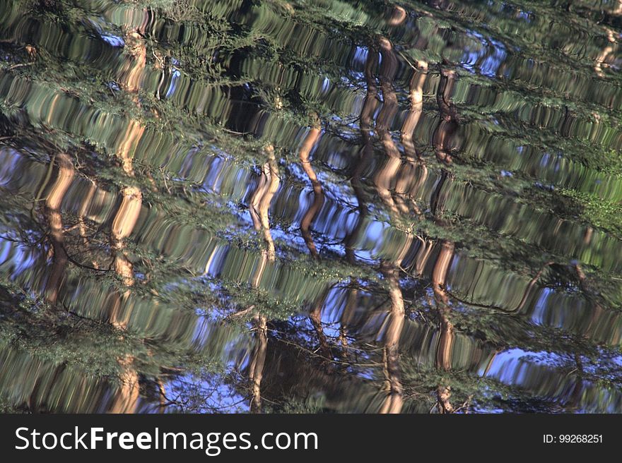 Water, Tree, Biome, Reflection