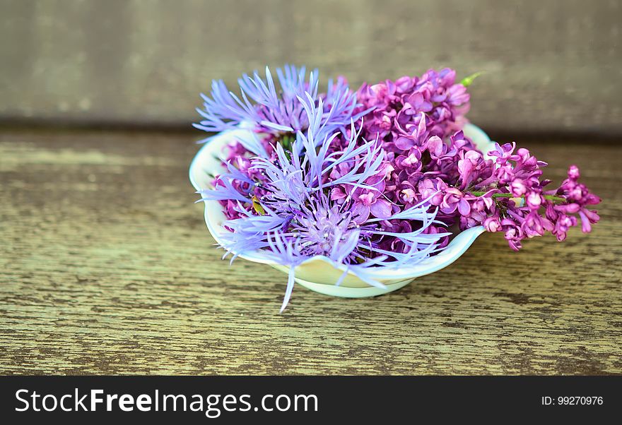 Flower, Purple, Plant, Lilac