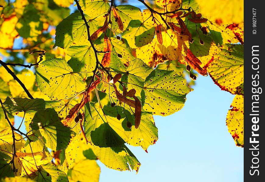Leaf, Autumn, Yellow, Branch