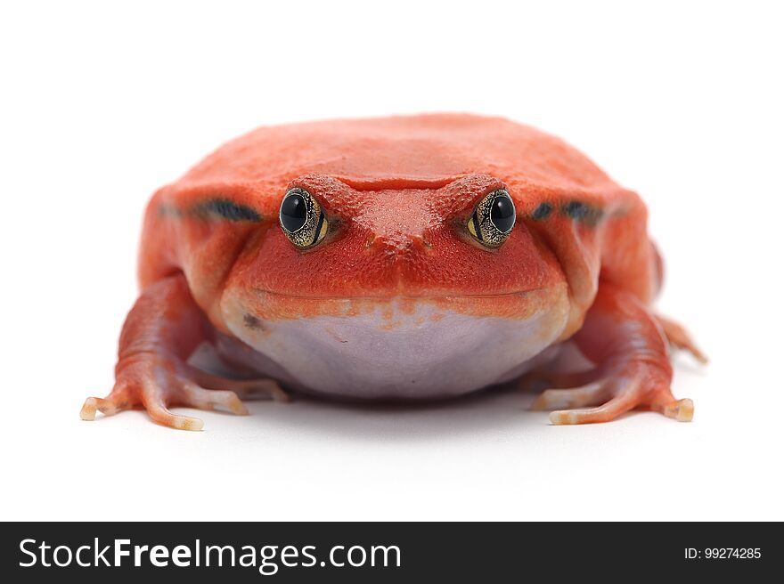 Madagascar Big toad red Tomato frog isolated on white background