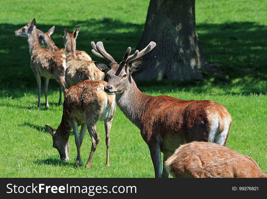 Deer, Wildlife, Fauna, Ecosystem