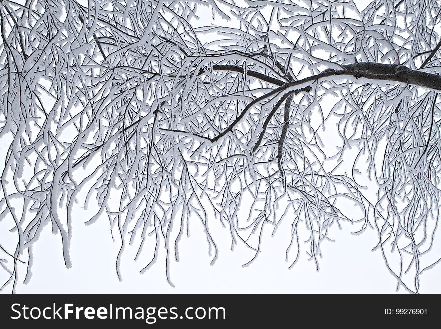 Branch, Tree, Black And White, Twig