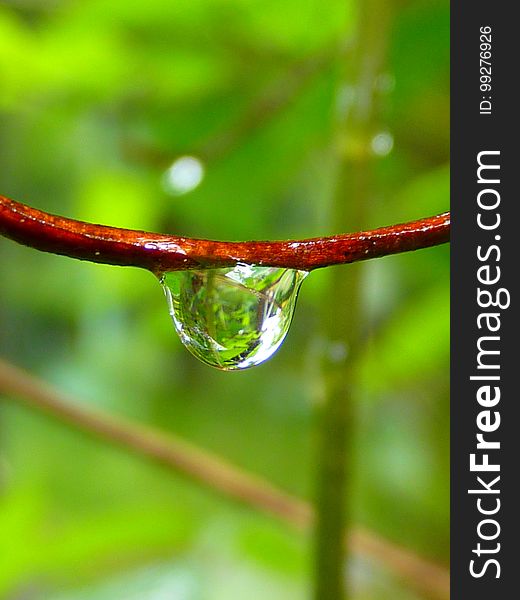 Water, Drop, Dew, Macro Photography