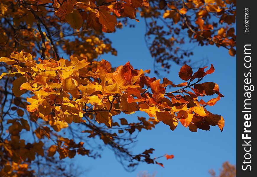 Autumn, Sky, Leaf, Branch