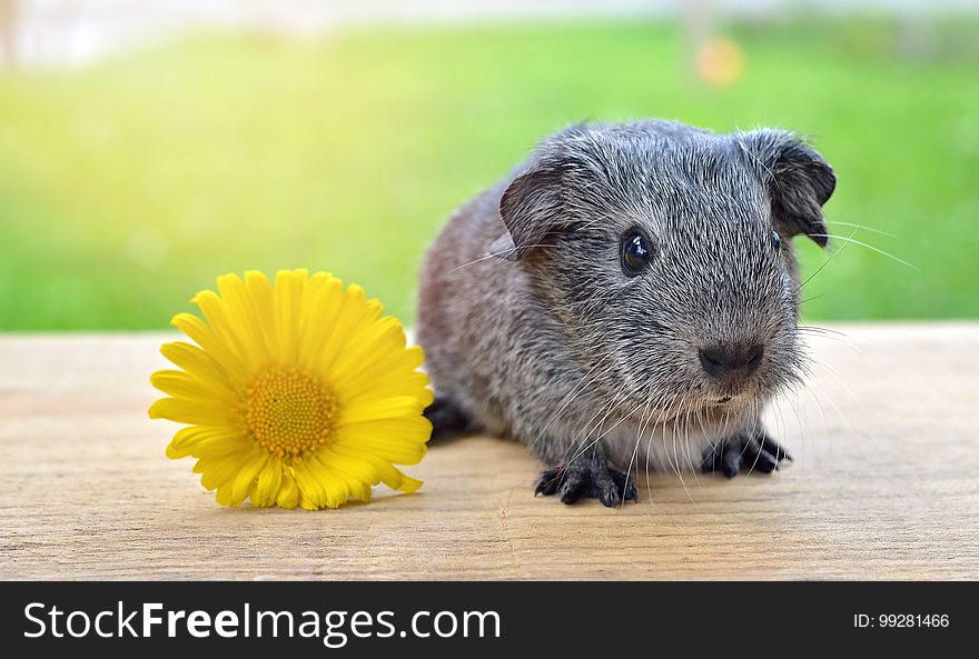 Guinea Pig, Mammal, Fauna, Rodent