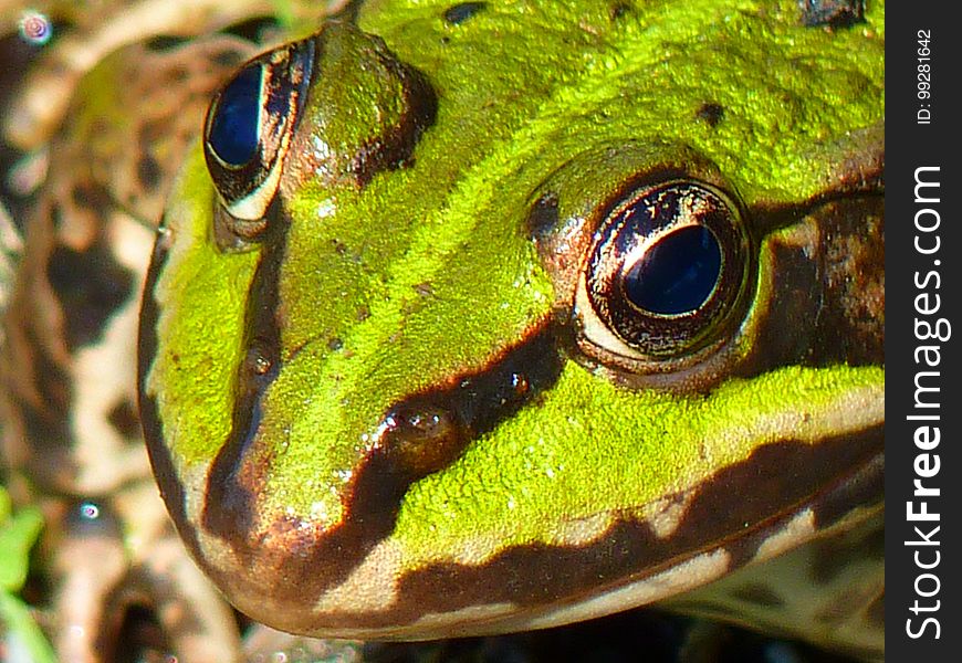 Ranidae, Amphibian, Frog, Toad